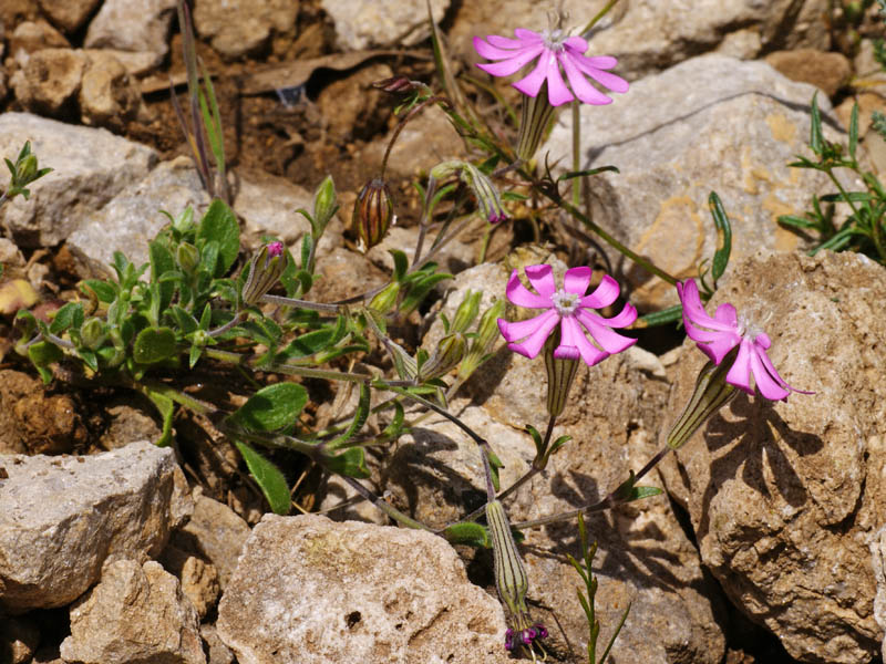 Silene morisiana / Silene di Moris